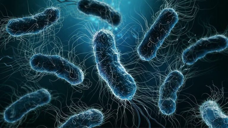 Infection Escherichia Coli Causes Sympt mes Traitements